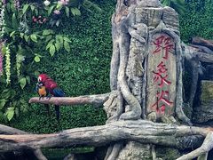 -野象谷景区