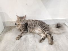 -楼上猫咖(罗湖店)
