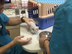-创凡宠物医院·骨专科  猫科中心(西乡分院)
