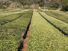 -雪绿茶博物馆