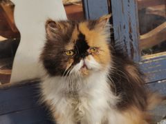 -more than meow吴止猫主题餐厅(承德 中船汇店)