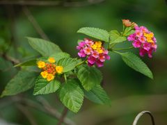 -华南国家植物园-售票处