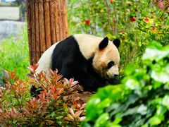 -云南野生动物园