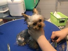 -PETKIT 小佩宠物·低压洗护·美容·寄养(安远店)