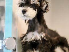 -萌宠之家·腊肠犬·马尔泰·小体犬舍