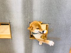 -豆柴町-柴犬主题狗咖(红鼎国际C座店)