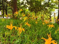 -成都市活水公园