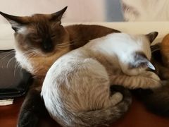 -Cappucimeow猫咪咖啡馆(韦伯时代店)