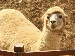 -石家庄市动物园