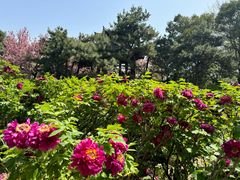 -洛阳市隋唐城遗址植物园