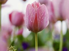 -天天初二·天津传统捞面·天津特色菜(凌奥总店)