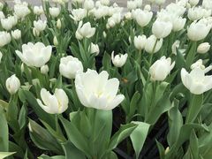景点-荷兰花海