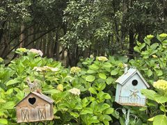 -上海共青森林公园