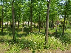 -上海长兴岛郊野公园