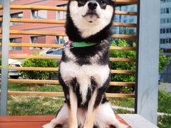 -萌兽医馆·犬猫专科·眼科中心·宠物医院(朝阳门分院)