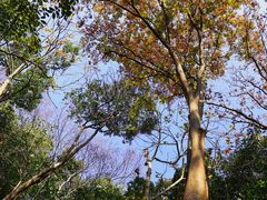 -上海佘山国家森林公园天马山园