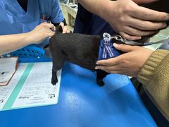 -瑞派申生动物医院·24H夜诊·国际动物医疗中心·骨外科(吴中路店)