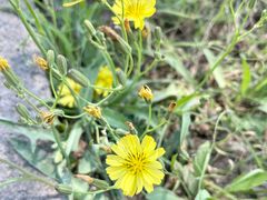 -海清宁记大馅云吞