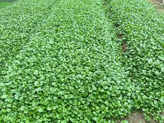 -重元寺香积厨素斋馆