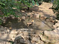 -大连森林动物园