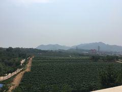-北京张裕爱斐堡酒庄