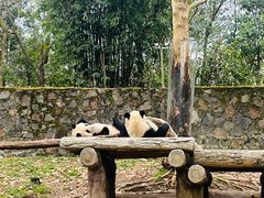 -都江堰中华大熊猫苑