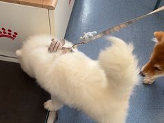 -宠颐生宠物医院外科·内科·皮肤科·影像科(石龙店)
