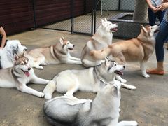 -TrueLove @ Neverland (Husky Cafe)