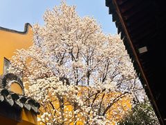 -龙华寺