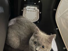 -宠物星动物医院·眼科·异宠·猫科(江南大道总院)