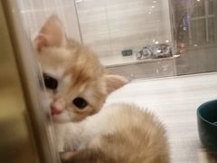 -飞行喵MR PILOT|猫舍·猫咖(静安大融城店)