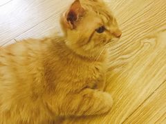 -萌喵咖啡屋(人民东路4号口M16商铺店)