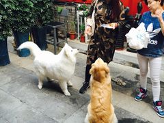 -百好乐宠物友好餐厅(朝外大街店)