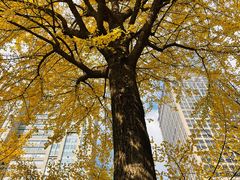 -陆家嘴中心绿地
