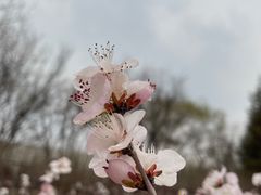 -古塔公园