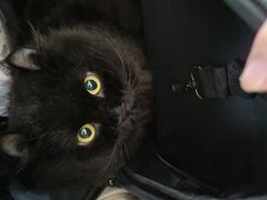 -爱洗澡的猫(望京店)