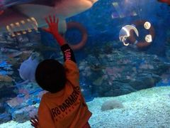 -烟台海昌鲸鲨海洋公园