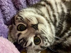 -babydoll猫舍·米努特·德文·缅因(久光中心店)