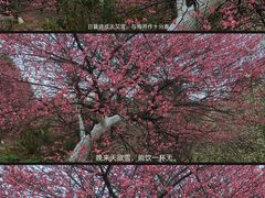 -秀丽东方