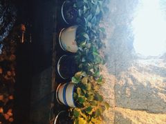 -金山烤肉(中兴公园店)