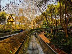 -上海共青森林公园