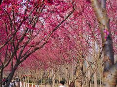 -合肥滨湖国家森林公园