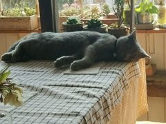 -海边的猫和咖啡馆