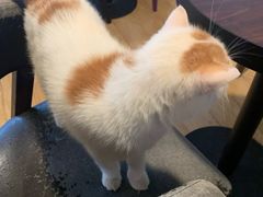-Cappucimeow猫咪咖啡馆(韦伯时代店)