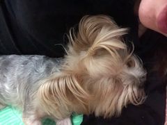-伟伟宠物医院·CT影像中心·瑞派犬猫综合性门诊(汉口总院)