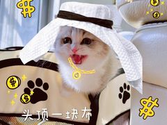 -momokira米努特·德文卷毛猫·棉花面纱犬