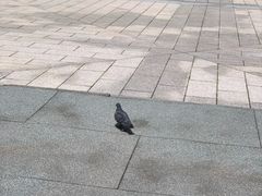 -札幌电视塔