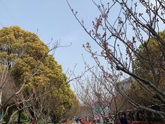 -高东镇樱花园
