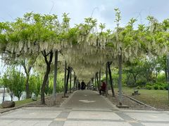 -嘉定紫藤园