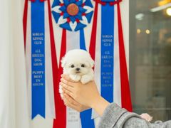 -萌宠之家·腊肠犬·马尔泰·小体犬舍
